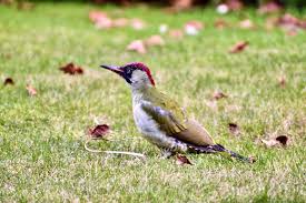 Attēlu rezultāti vaicājumam “Picus viridis nest”
