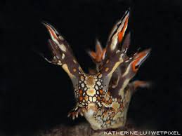 ผลการค้นหารูปภาพสำหรับ Bornella Anguilla