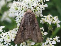Attēlu rezultāti vaicājumam “Lacanobia suasa”