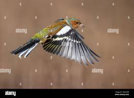 Attēlu rezultāti vaicājumam “Fringilla coelebs”