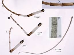 Attēlu rezultāti vaicājumam “Siphlonurus male”