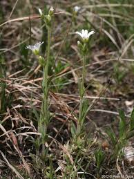 Attēlu rezultāti vaicājumam “Cerastium arvense”