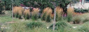 Attēlu rezultāti vaicājumam “Calamagrostis stricta”