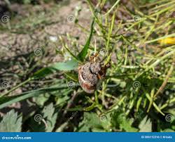 Attēlu rezultāti vaicājumam “Melolontha hippocastani”