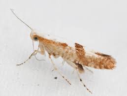 Attēlu rezultāti vaicājumam “Argyresthia pruniella”