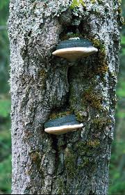 Attēlu rezultāti vaicājumam “Phellinus populicola”