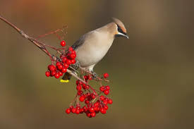 Attēlu rezultāti vaicājumam “Bombycilla garrulus”