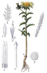 Attēlu rezultāti vaicājumam “Carlina vulgaris flower”