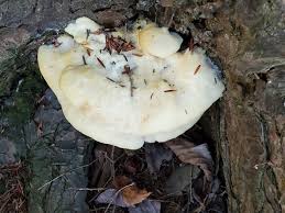 Attēlu rezultāti vaicājumam “Climacocystis borealis”