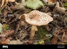 Attēlu rezultāti vaicājumam “Lepiota aspera”