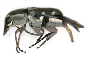 Attēlu rezultāti vaicājumam “Anthribidae”