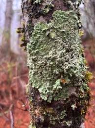 Attēlu rezultāti vaicājumam “Menegazzia terebrata”