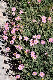 Attēlu rezultāti vaicājumam “Helianthemum nummularium flower”