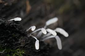Attēlu rezultāti vaicājumam “Stemonitopsis typhina var. similis stalked”