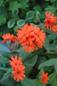 Attēlu rezultāti vaicājumam “Silene x arkwrightii Vesuvius flower”