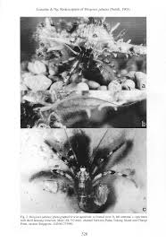 Attēlu rezultāti vaicājumam “Diderma crustaceum young”