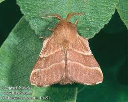 Attēlu rezultāti vaicājumam “Malacosoma neustria”