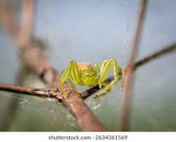 Attēlu rezultāti vaicājumam “Diaea dorsata”