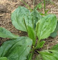 Attēlu rezultāti vaicājumam “Plantago media leaf”