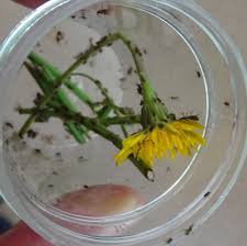 Attēlu rezultāti vaicājumam “Uroleucon hypochoeridis”