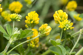 Attēlu rezultāti vaicājumam “Medicago lupulina”