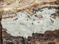 Attēlu rezultāti vaicājumam “Trichia varia sessile”