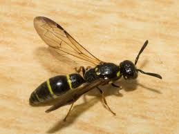 Attēlu rezultāti vaicājumam “Symmorphus sp.”