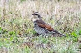 Image result for Turdus eunomus