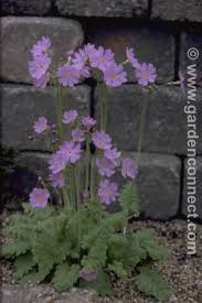 Attēlu rezultāti vaicājumam “Primula x margotae”