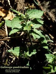 Attēlu rezultāti vaicājumam “Galinsoga quadriradiata leaf”