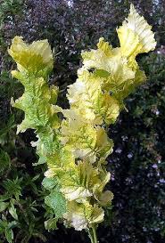 Attēlu rezultāti vaicājumam “Ulmus x hollandica leaf”