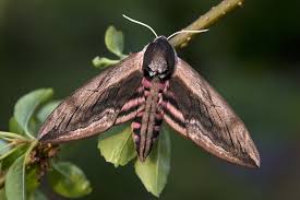 Attēlu rezultāti vaicājumam “Sphinx ligustri”