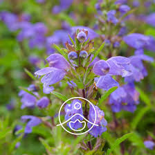 Image result for Dracocephalum moldavicum