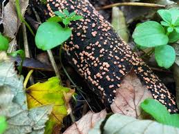 Attēlu rezultāti vaicājumam “Nectria cinnabarina”