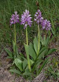Attēlu rezultāti vaicājumam “Orchis militaris”