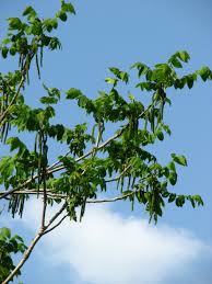 Attēlu rezultāti vaicājumam “Juglans mandshurica leaf”