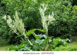 Attēlu rezultāti vaicājumam “Rheum rhabarbarum leaf”