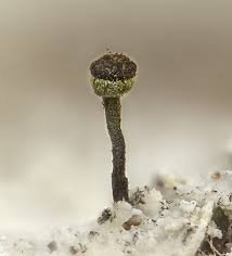 Attēlu rezultāti vaicājumam “Chaenotheca laevigata”