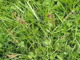 Attēlu rezultāti vaicājumam “Luzula campestris”