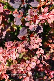 Attēlu rezultāti vaicājumam “Berberis thunbergii flower”