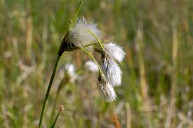 Attēlu rezultāti vaicājumam “Eriophorum latifolium flower”