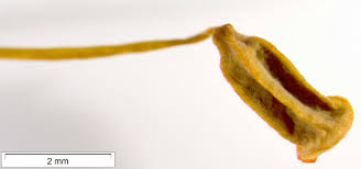 Attēlu rezultāti vaicājumam “Polytrichastrum formosum sporophyte”