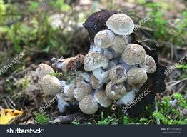 Attēlu rezultāti vaicājumam “Asterophora lycoperdoides”