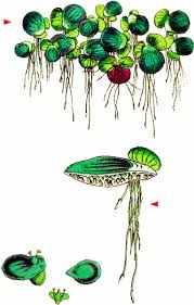 Attēlu rezultāti vaicājumam “Spirodela polyrhiza”