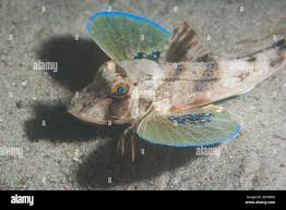 Image result for Chelidonichthys cuculus