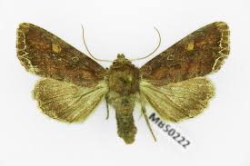 Attēlu rezultāti vaicājumam “Lacanobia oleracea”