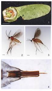 Attēlu rezultāti vaicājumam “Acer campestre fruit”