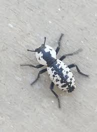 Attēlu rezultāti vaicājumam “Cricotopus male”