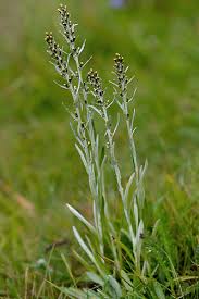 Attēlu rezultāti vaicājumam “Gnaphalium sylvaticum”