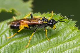Attēlu rezultāti vaicājumam “Tenthredo campestris”